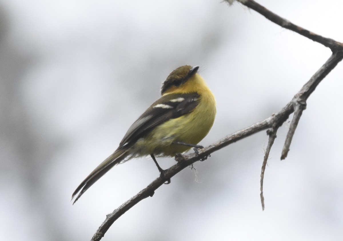 Ochraceous-breasted Flycatcher - Annie Meyer