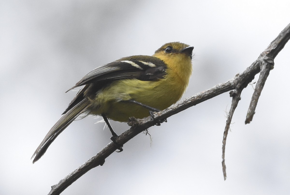 Ochraceous-breasted Flycatcher - ML612946631