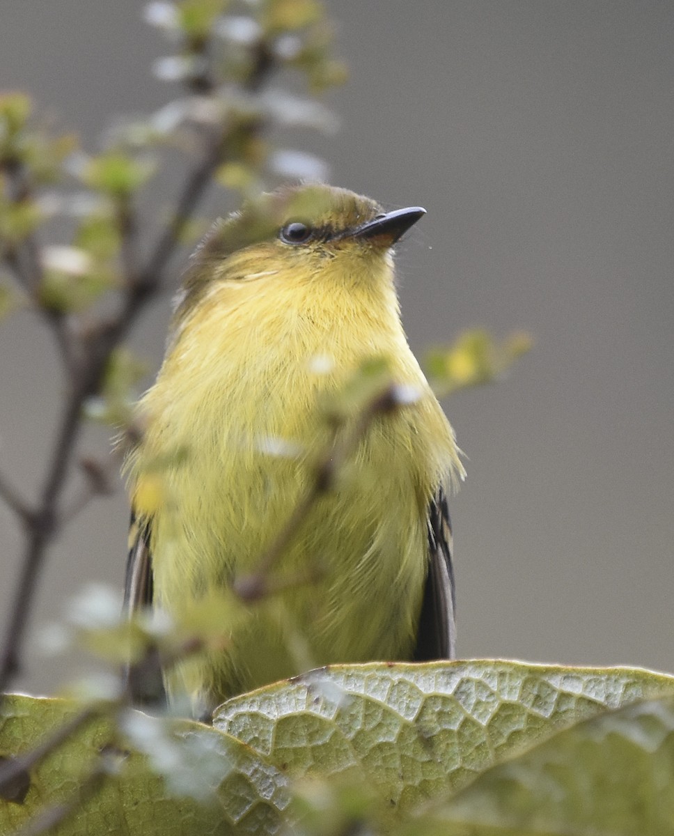 Ochraceous-breasted Flycatcher - ML612946633