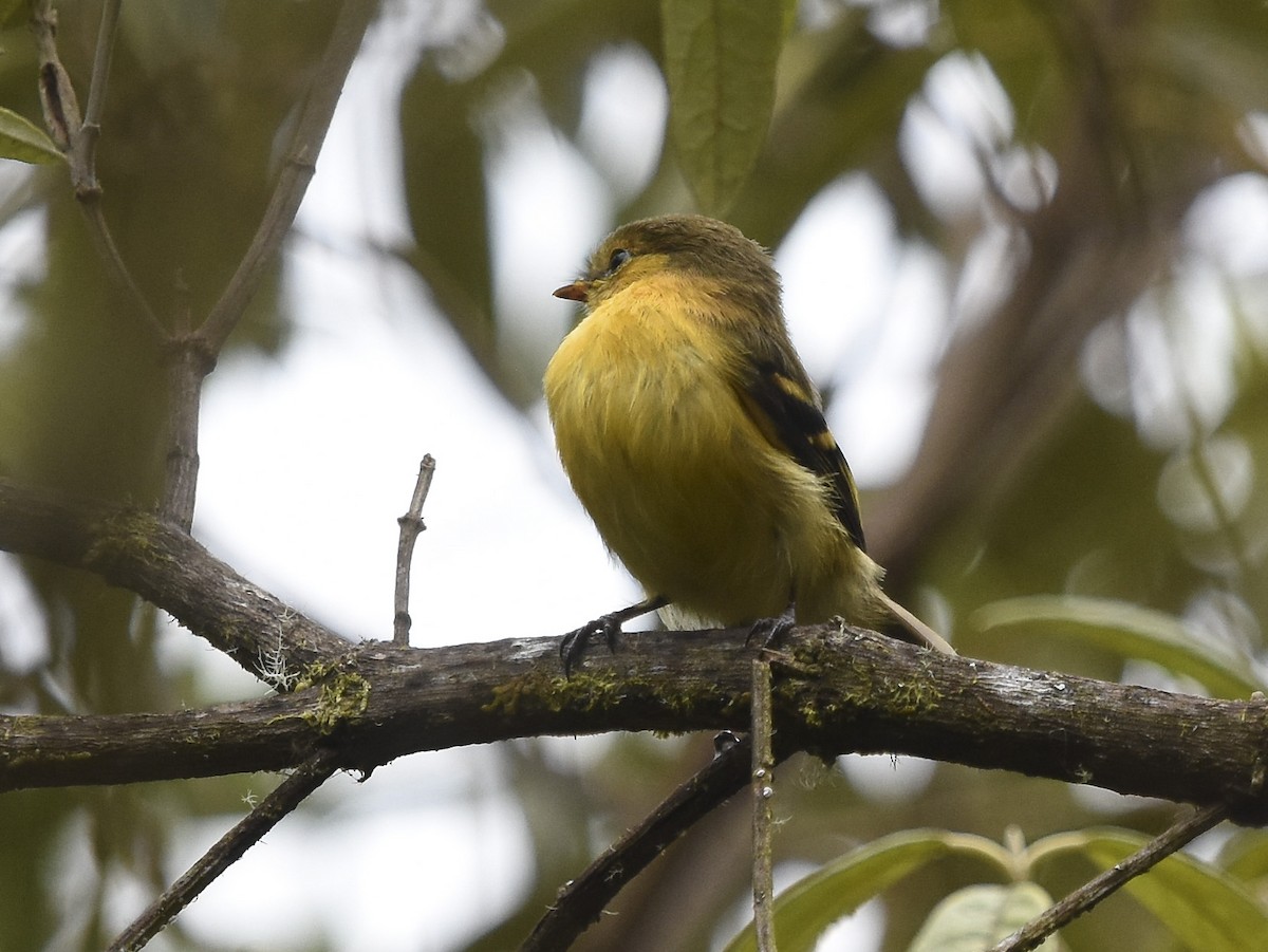 Ochraceous-breasted Flycatcher - Annie Meyer