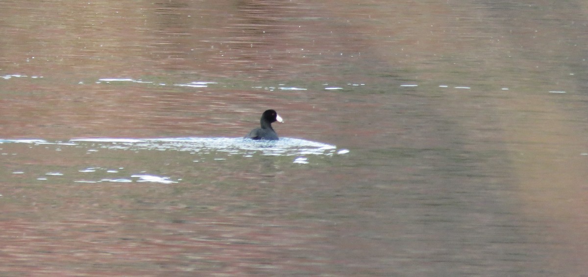 American Coot - ML612946666