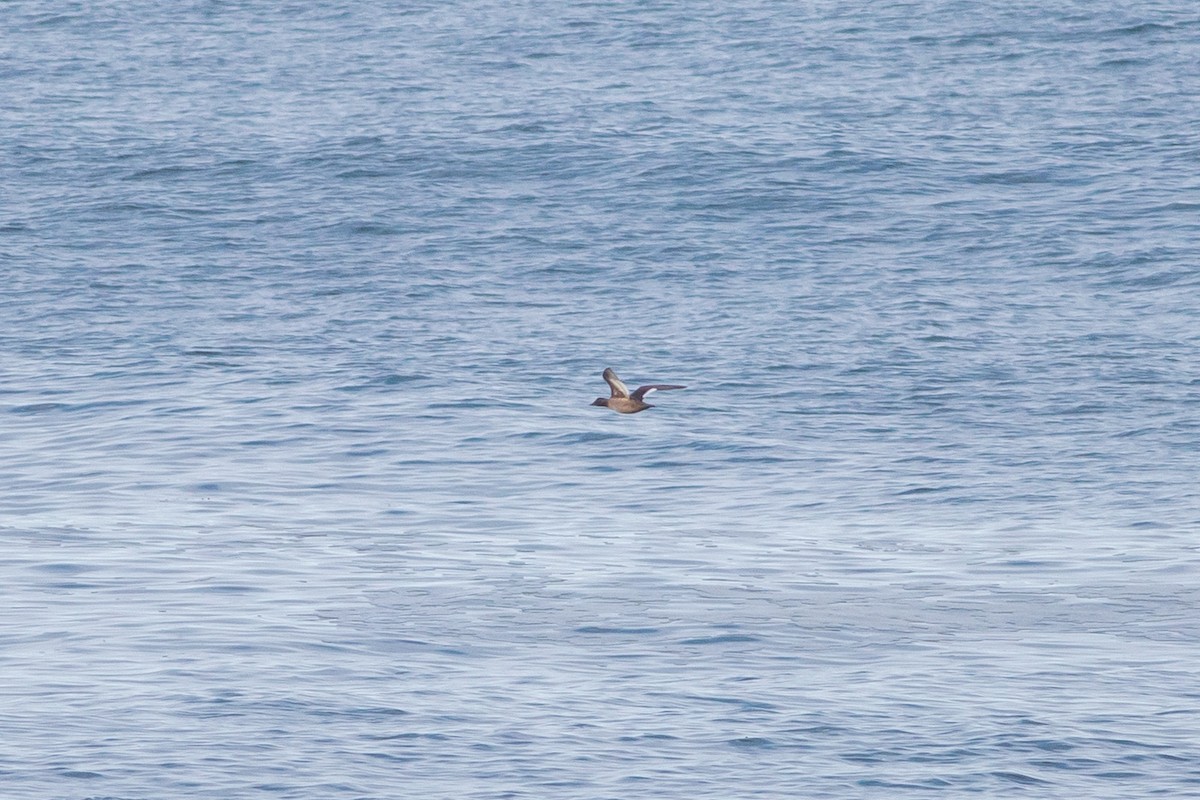 White-winged Scoter - ML612946678