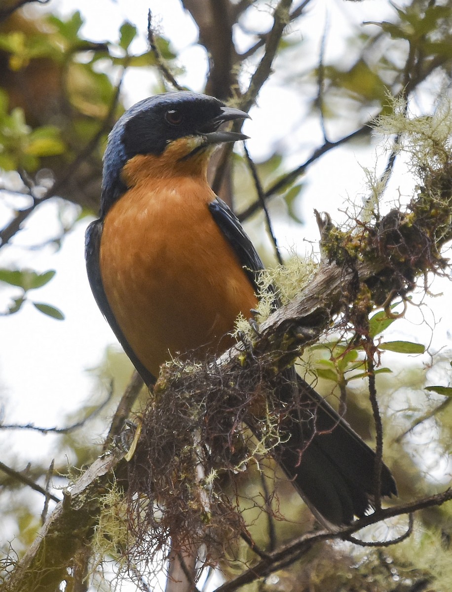 Chestnut-bellied Mountain Tanager - ML612946685