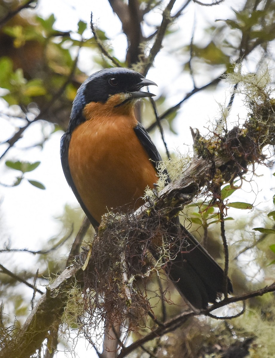 Chestnut-bellied Mountain Tanager - ML612946689