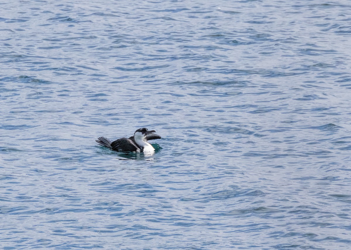 Black-faced Cormorant - ML612946692