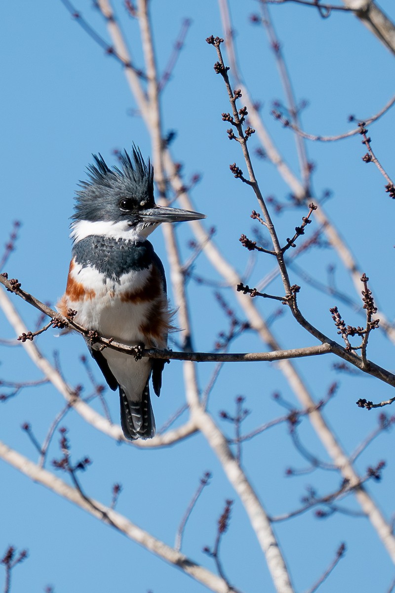 Belted Kingfisher - ML612946694