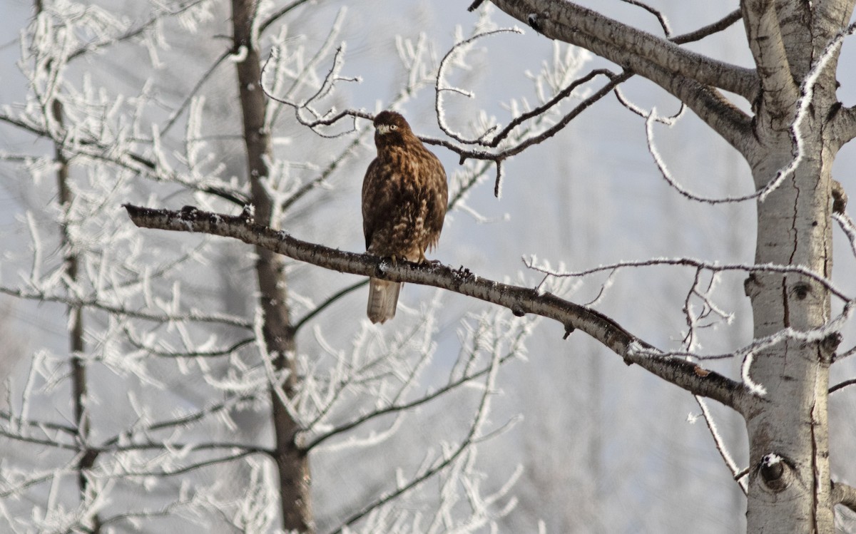 Red-tailed Hawk - Alan Burger