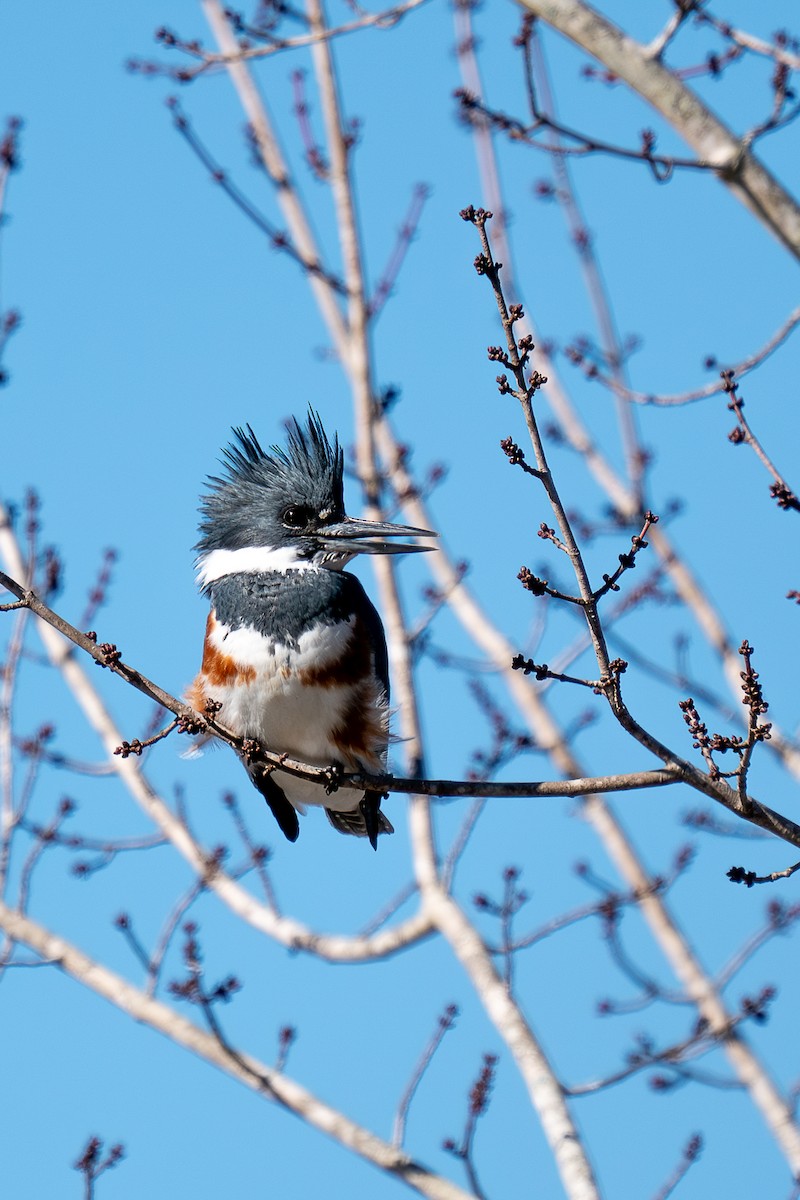 Belted Kingfisher - ML612946816