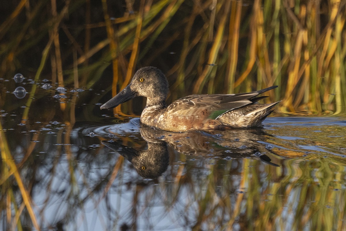 Canard souchet - ML612946824