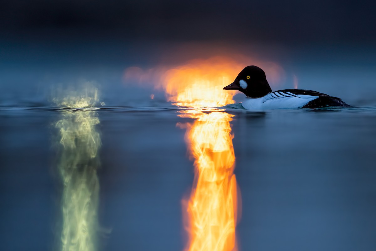 Common Goldeneye - Matthew Dolkart