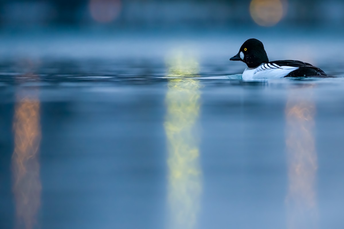 Common Goldeneye - Matthew Dolkart