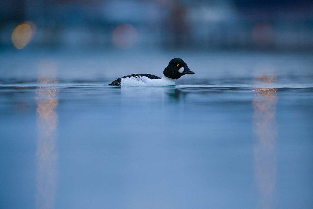 Common Goldeneye - Matthew Dolkart