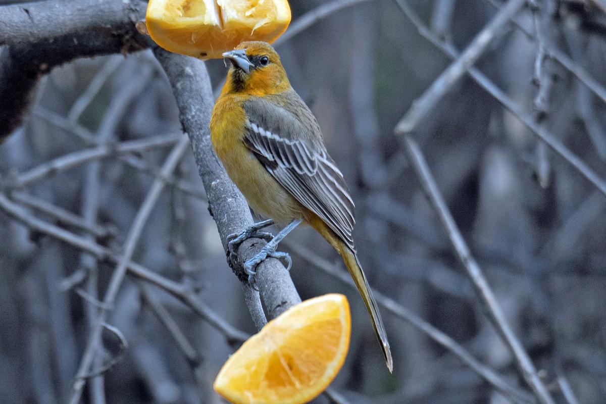 Oriole à dos rayé - ML612946874