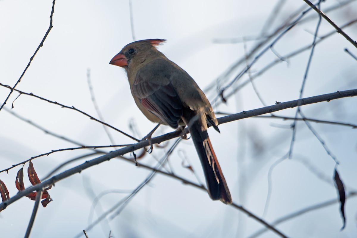 Cardinal rouge - ML612946889