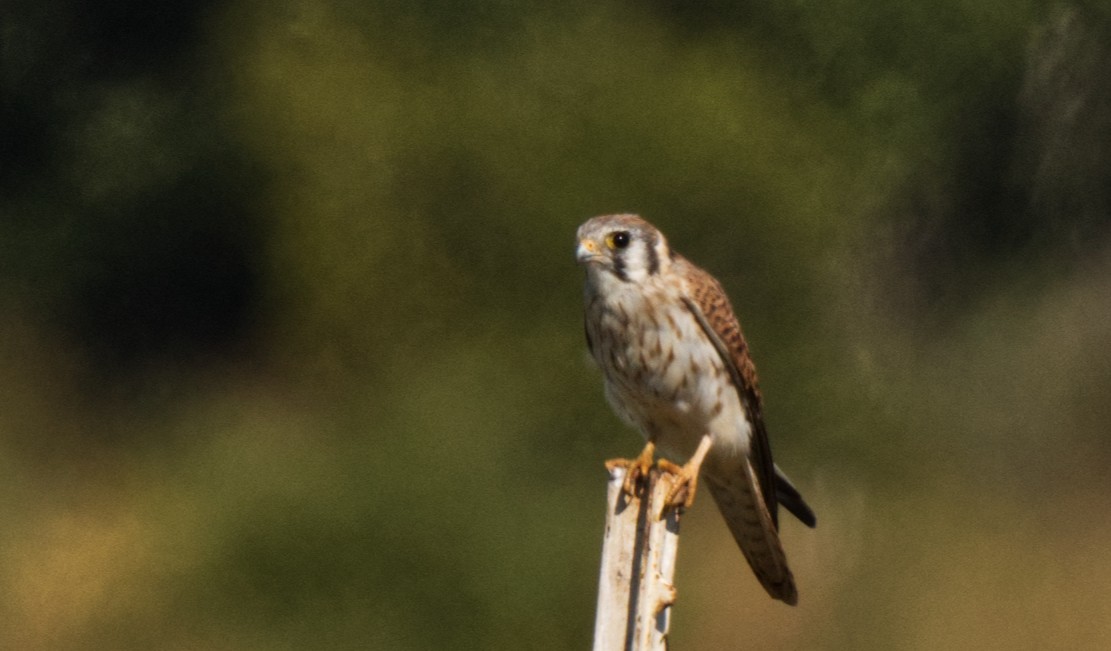 American Kestrel - ML612946896