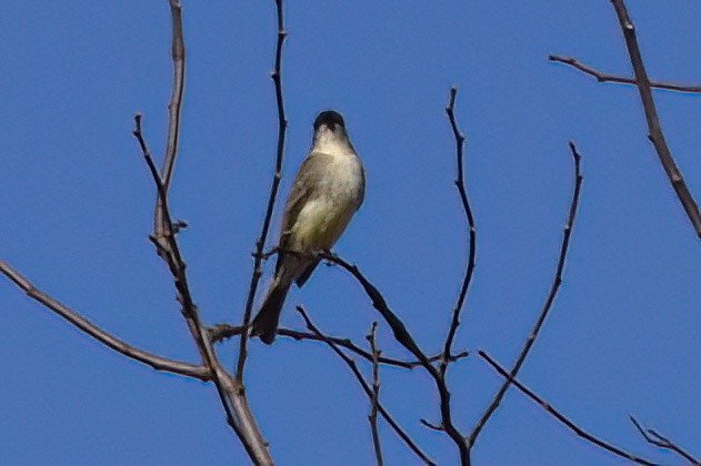 Eastern Phoebe - ML612946897