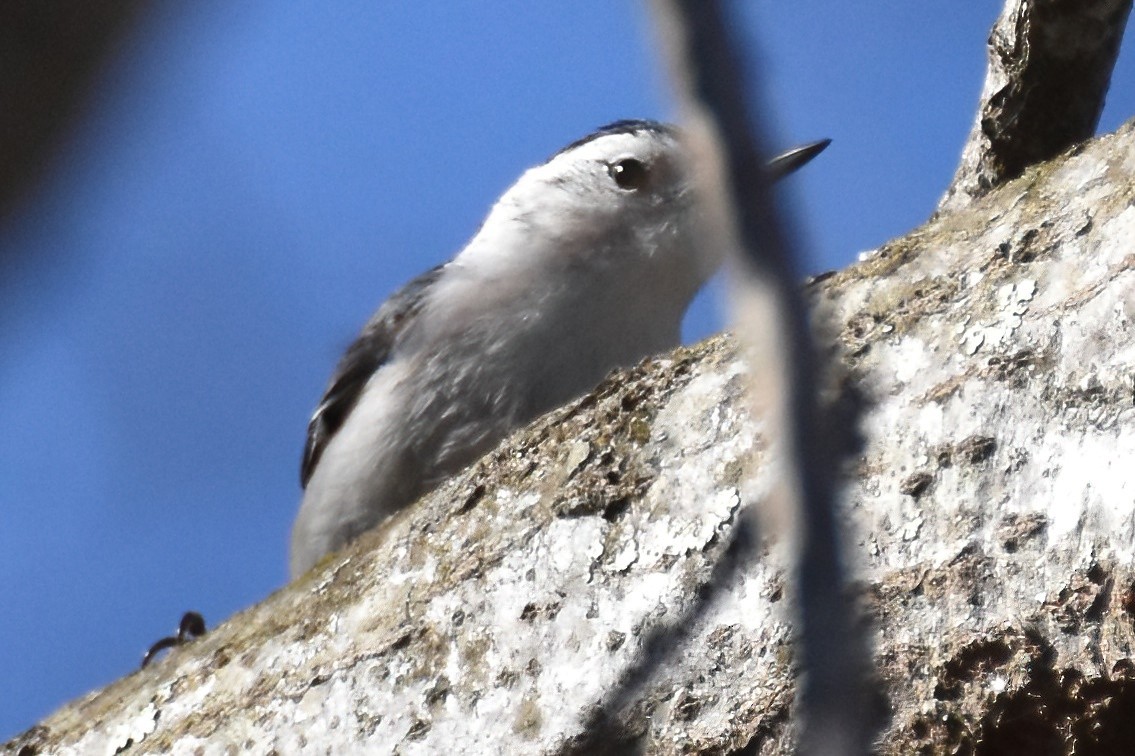 White-breasted Nuthatch - ML612946912