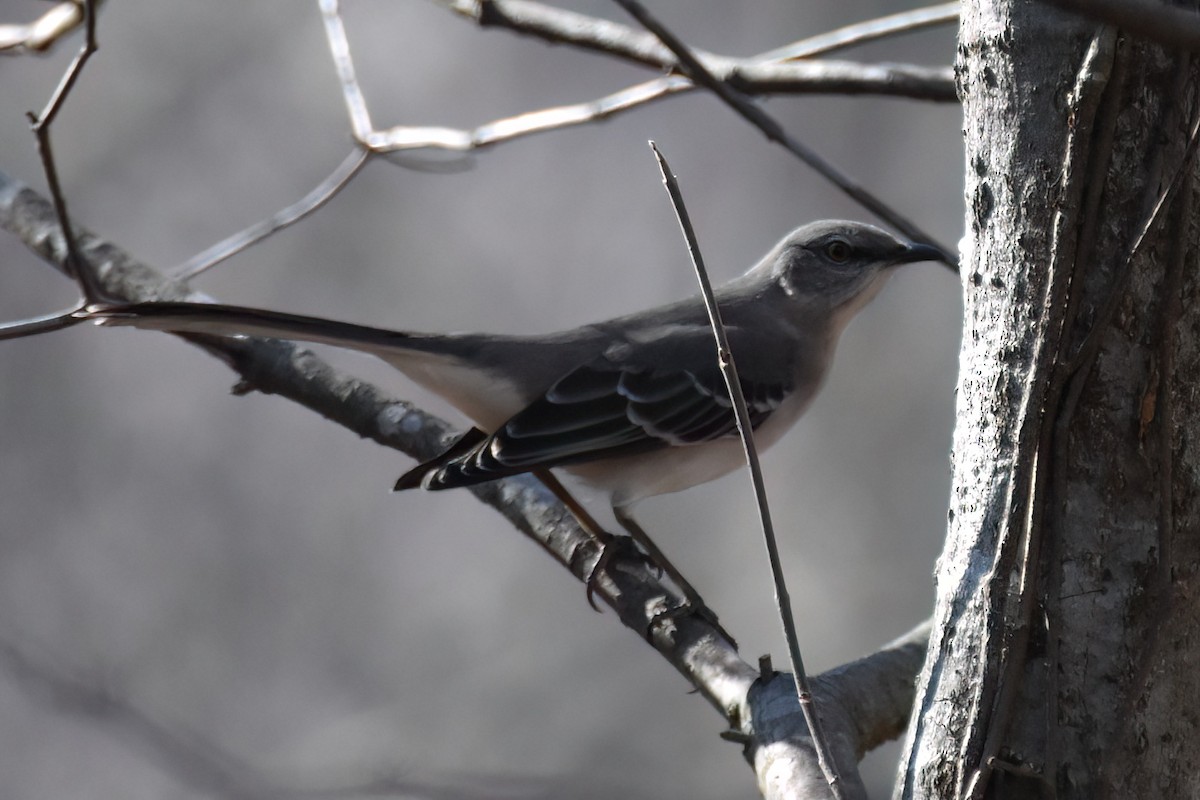 Northern Mockingbird - ML612946919