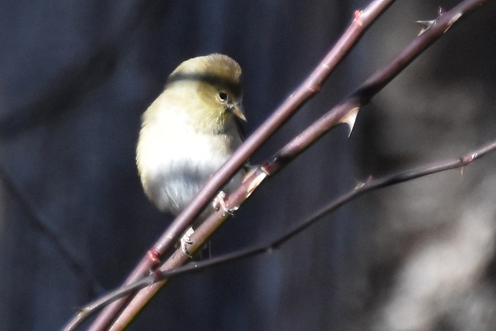 American Goldfinch - ML612946930