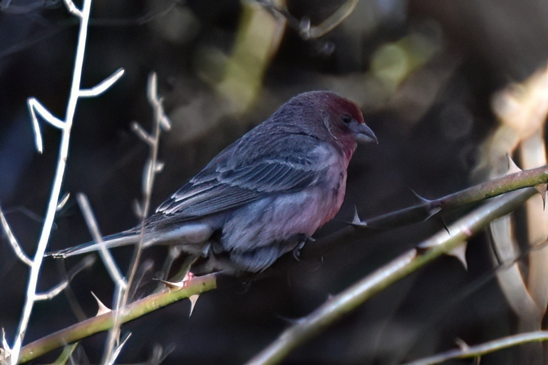 House Finch - ML612946942