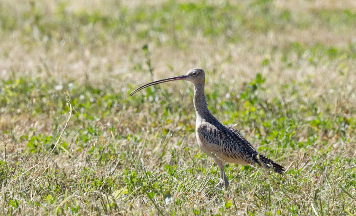 Long-billed Curlew - ML612946954