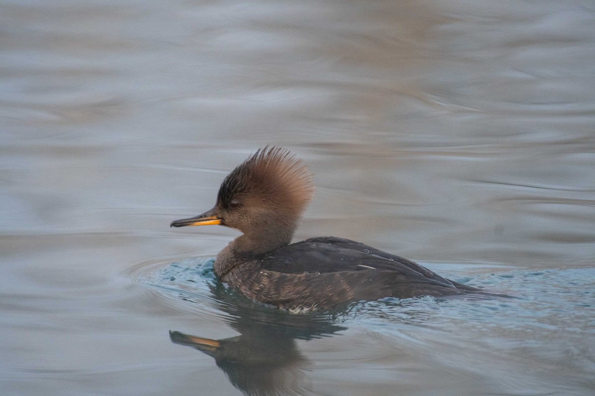 Hooded Merganser - Kevin Talbert