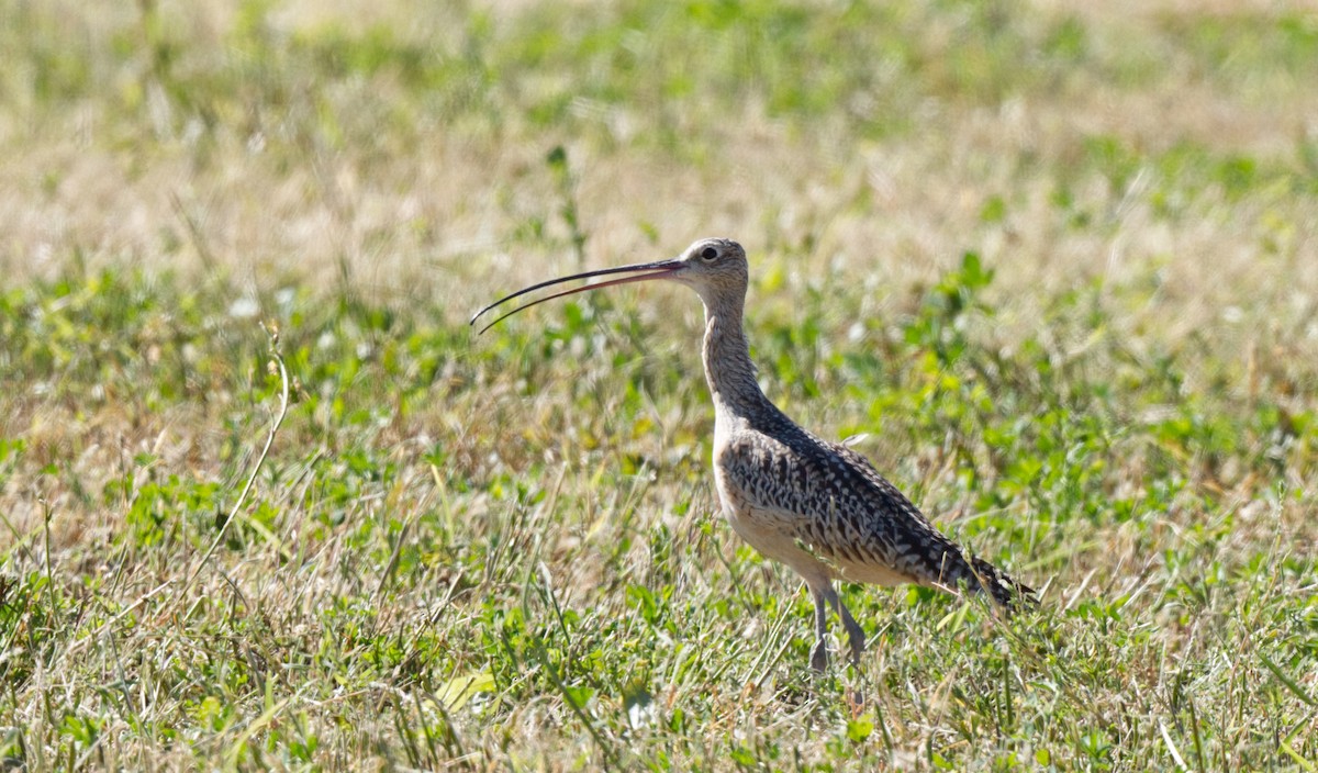 Long-billed Curlew - ML612946974