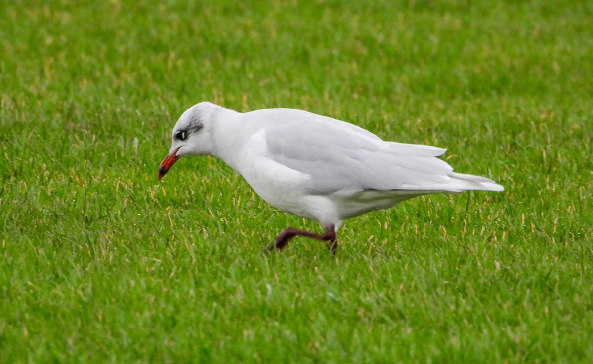 Mouette mélanocéphale - ML612947073