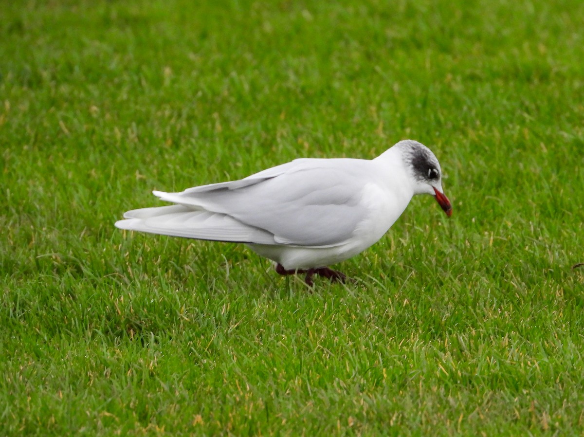 Mouette mélanocéphale - ML612947074