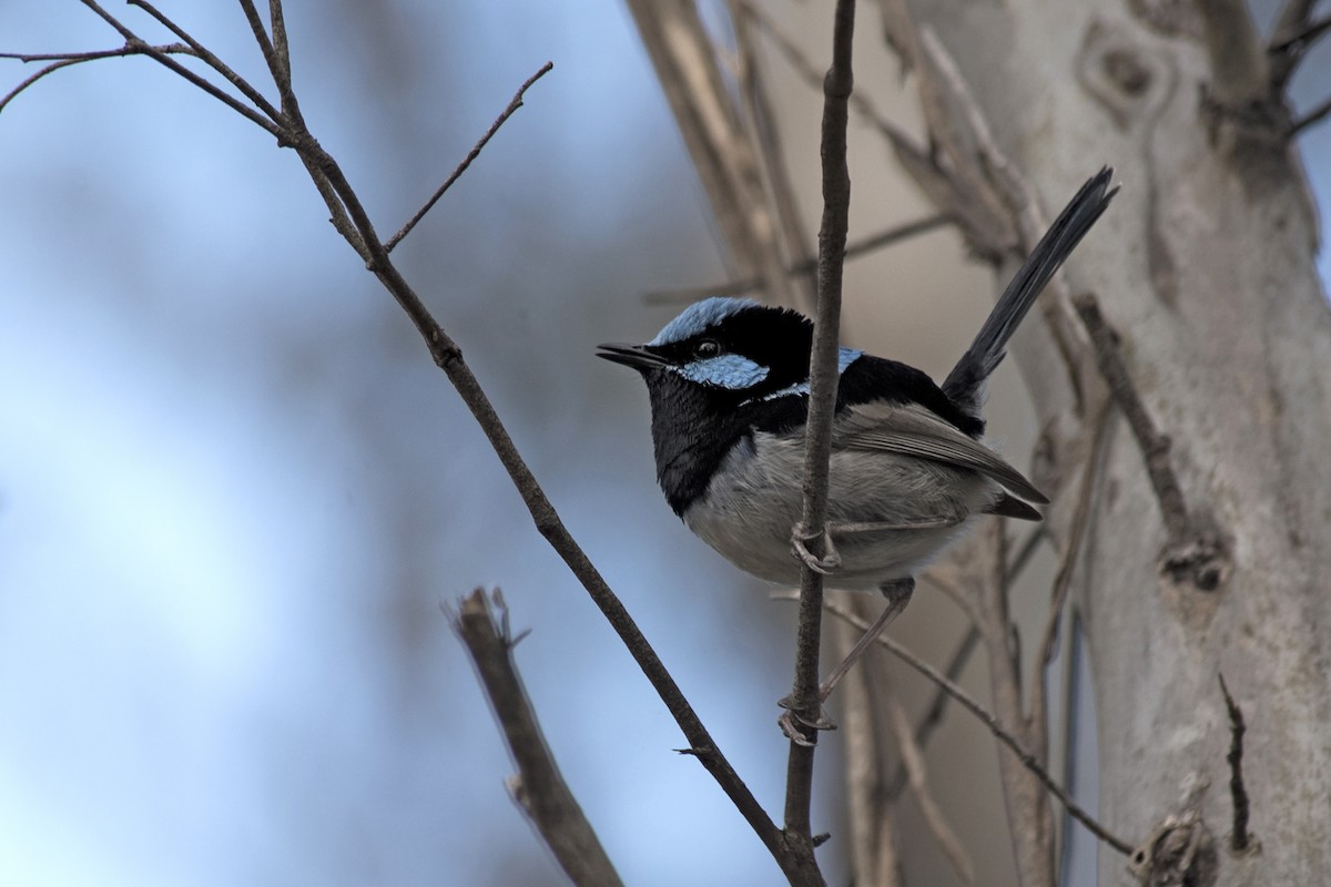 Superb Fairywren - ML612947162