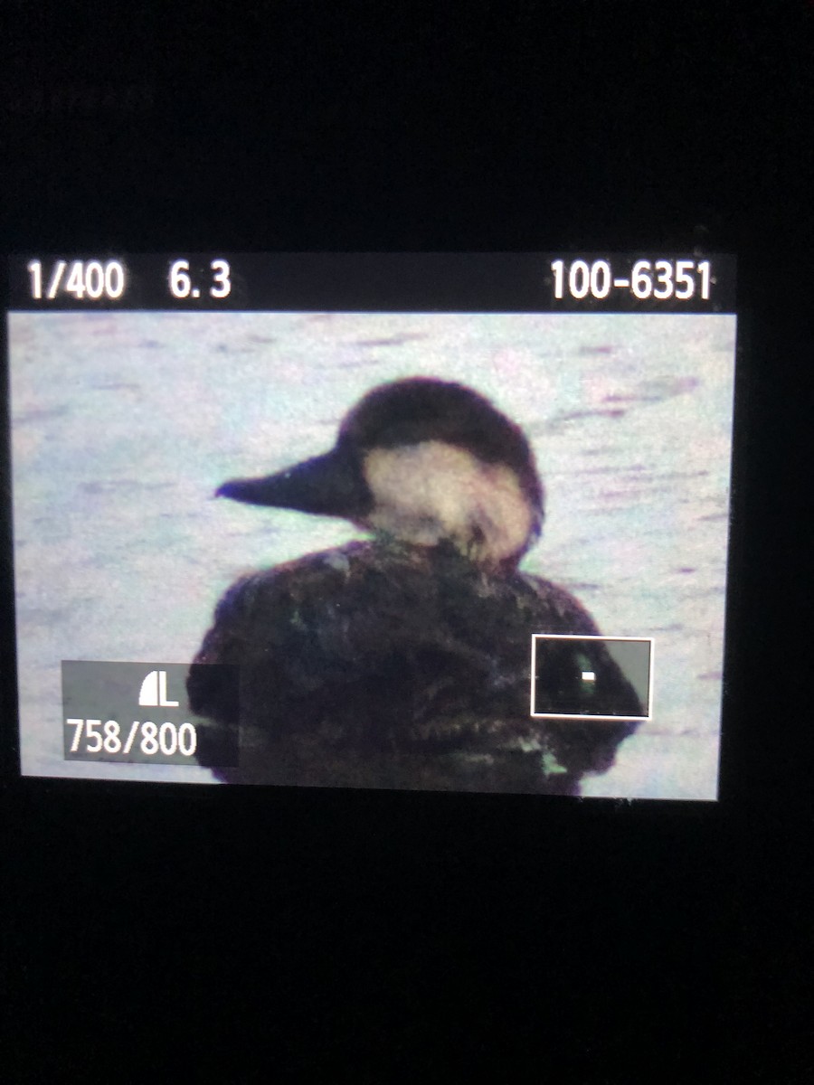 Black Scoter - ML612947218