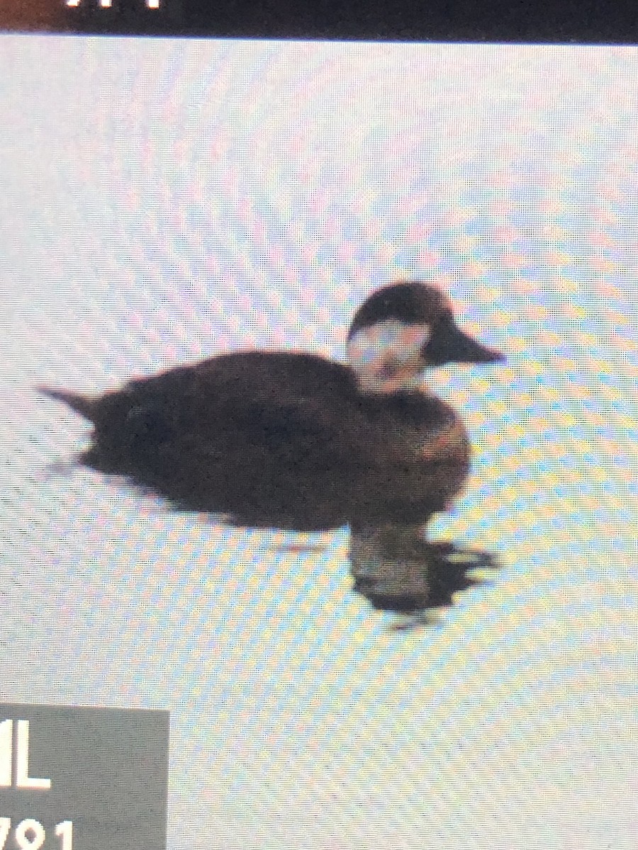 Black Scoter - ML612947220