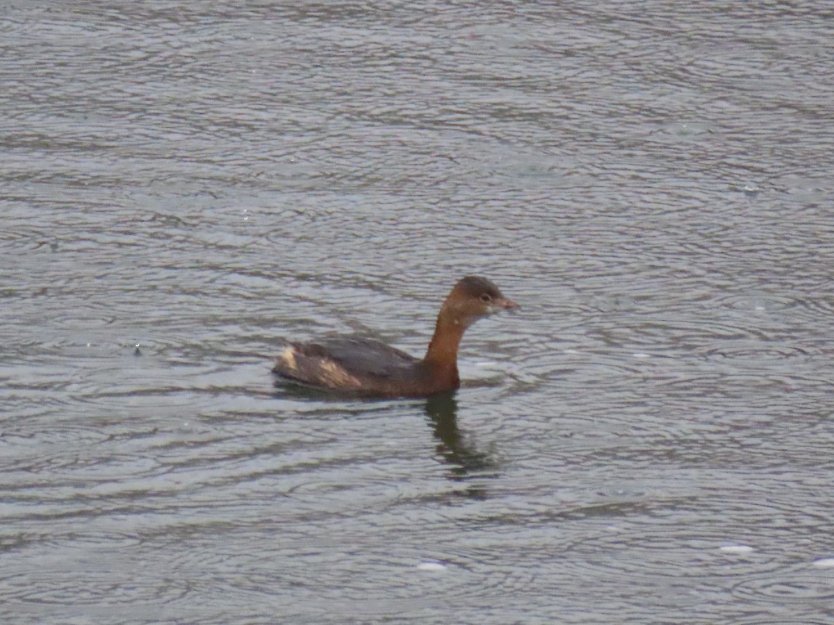 Pied-billed Grebe - ML612947286
