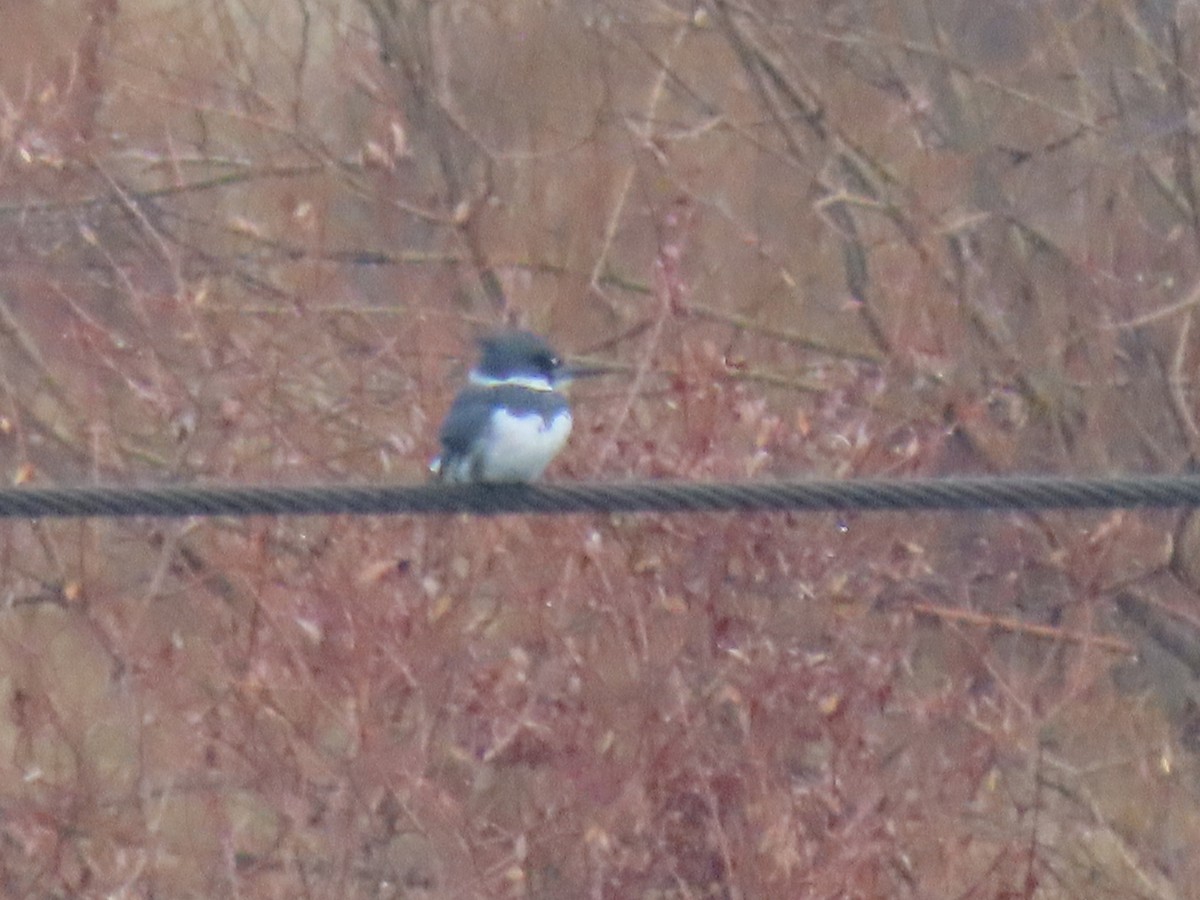 Belted Kingfisher - ML612947377