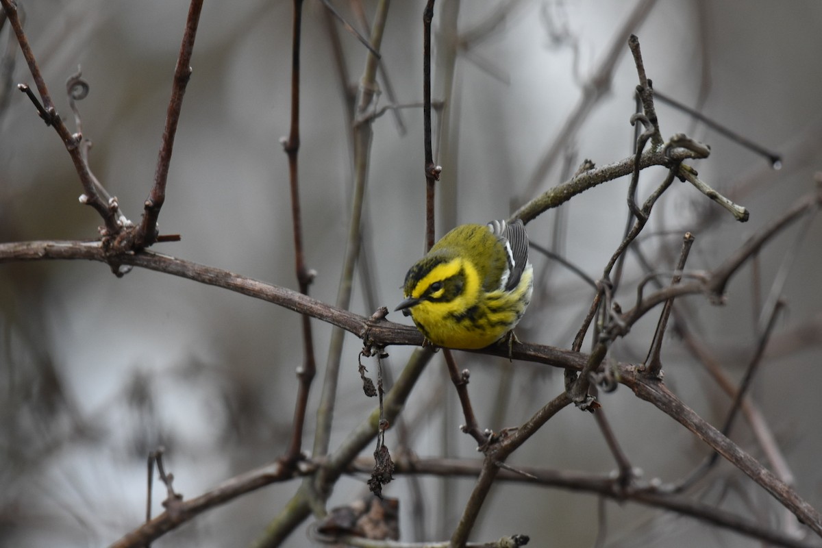 Townsend's Warbler - Jay Powell