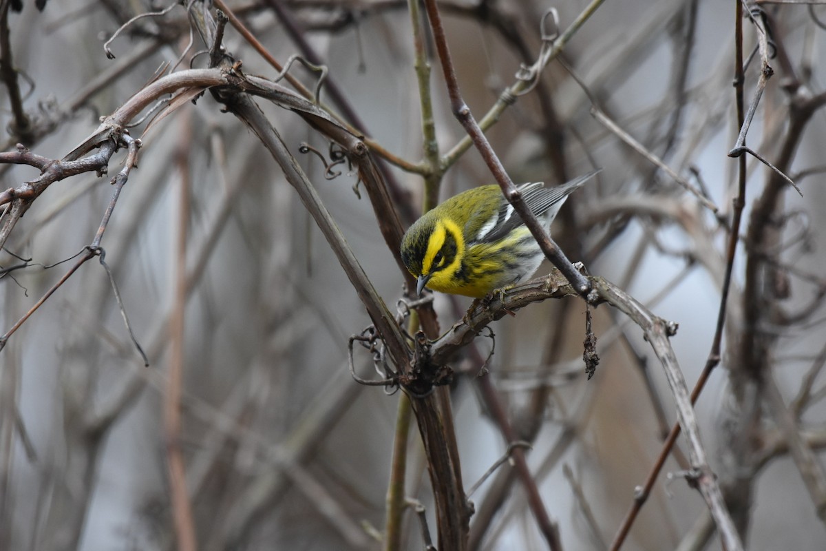 Townsend's Warbler - ML612947492