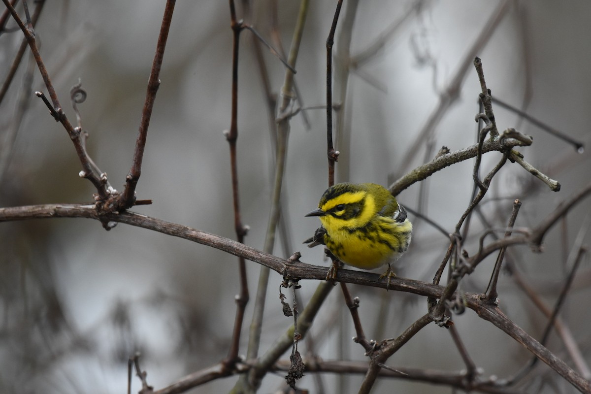 Townsend's Warbler - Jay Powell