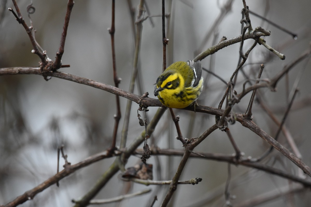 Townsend's Warbler - Jay Powell