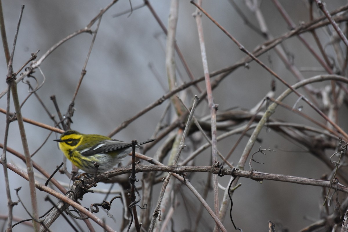 Townsend's Warbler - Jay Powell