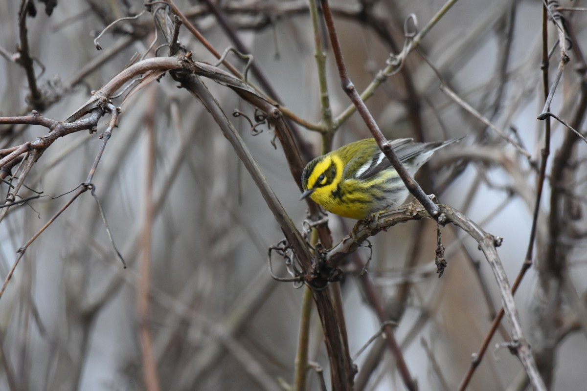 Townsend's Warbler - Jay Powell