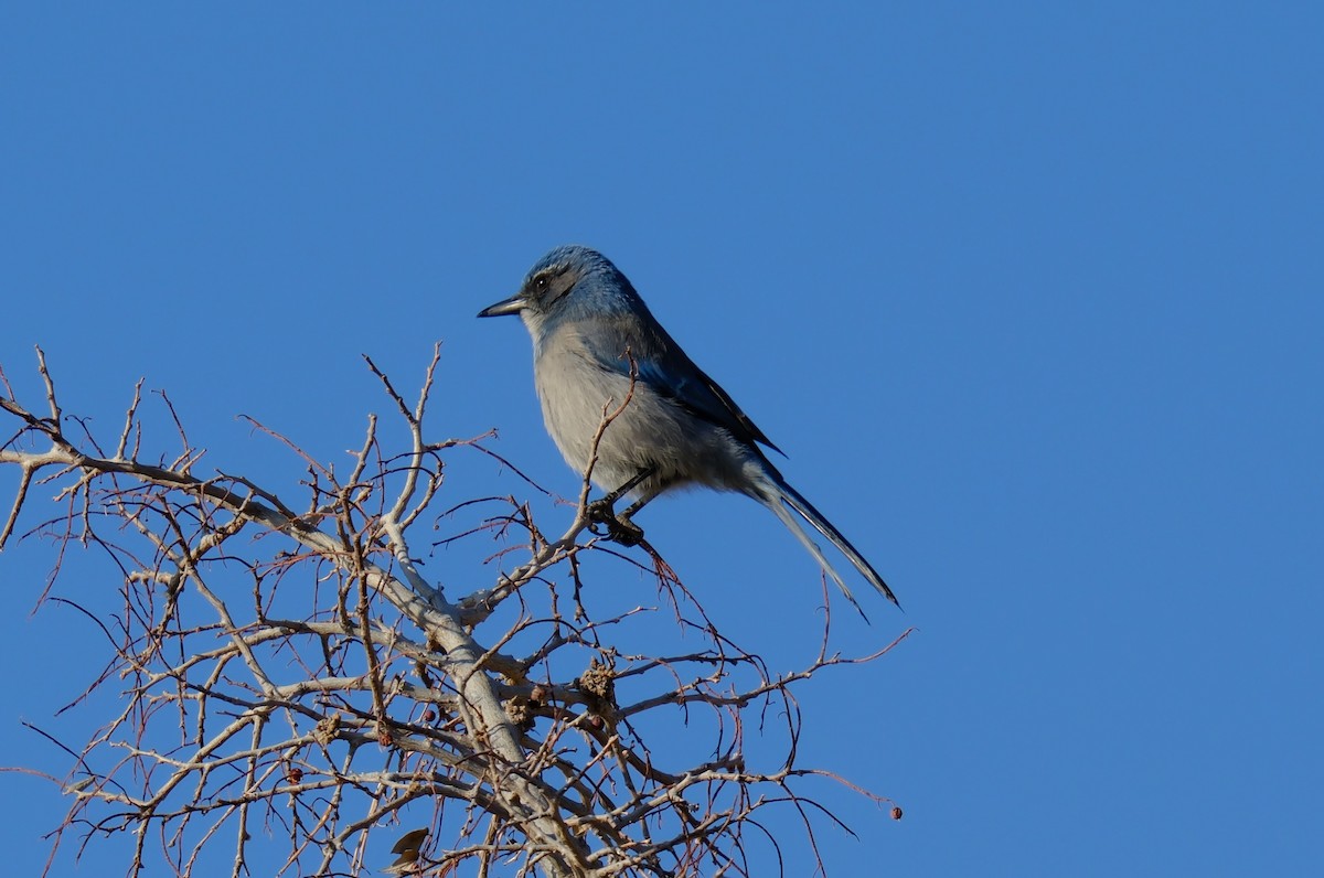 Woodhouse's Scrub-Jay - ML612947520