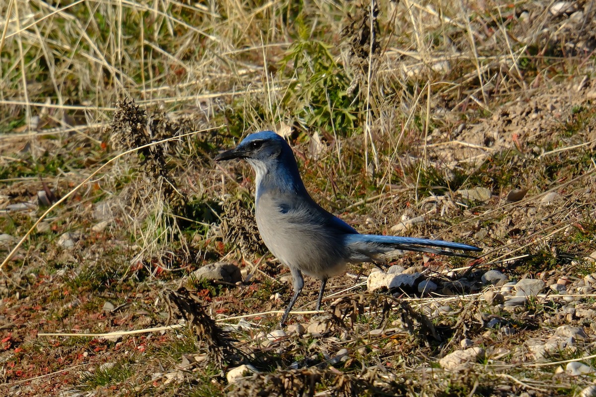 Woodhouse's Scrub-Jay - Klaus Bielefeldt