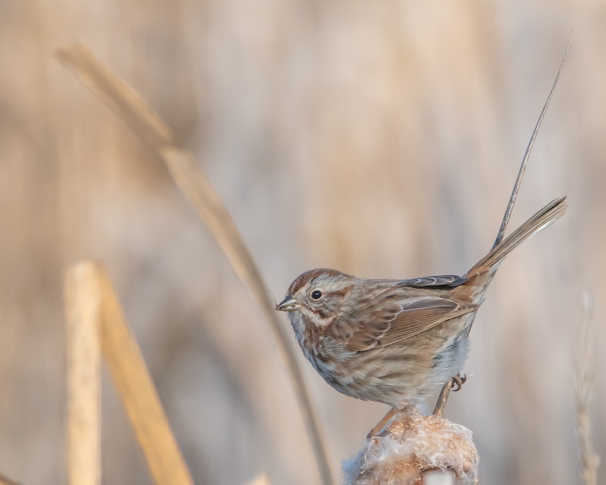 Song Sparrow - ML612947542