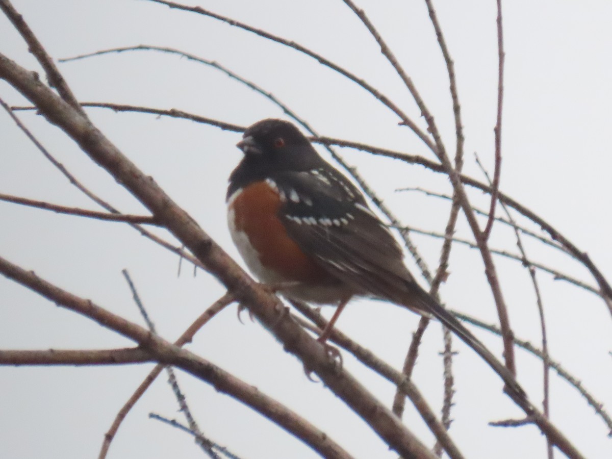 Spotted Towhee - ML612947552