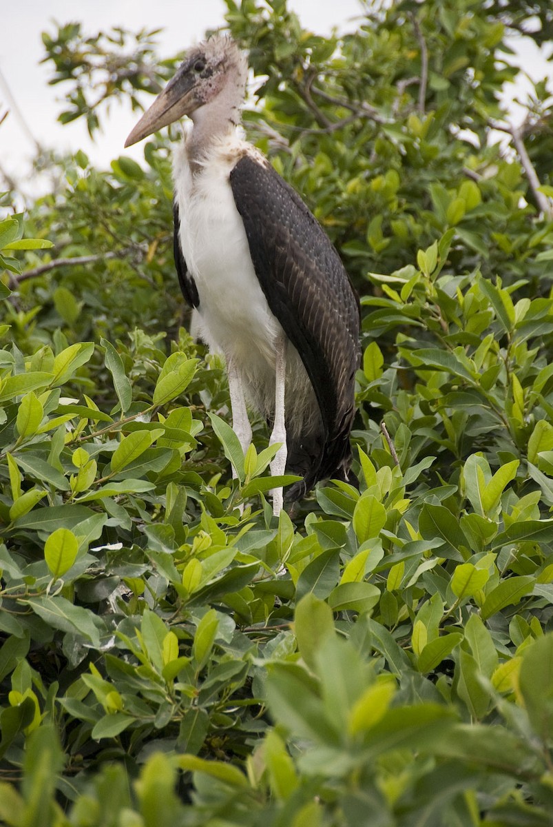 Marabou Stork - ML612947582