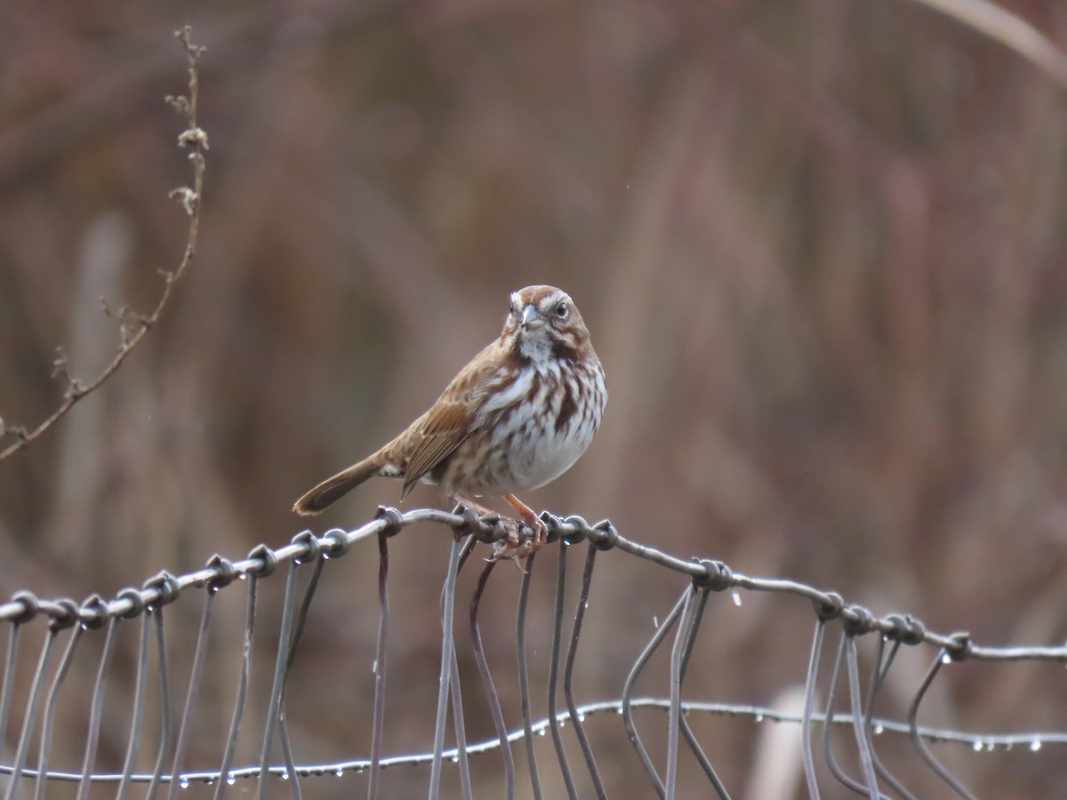 Song Sparrow - ML612947597
