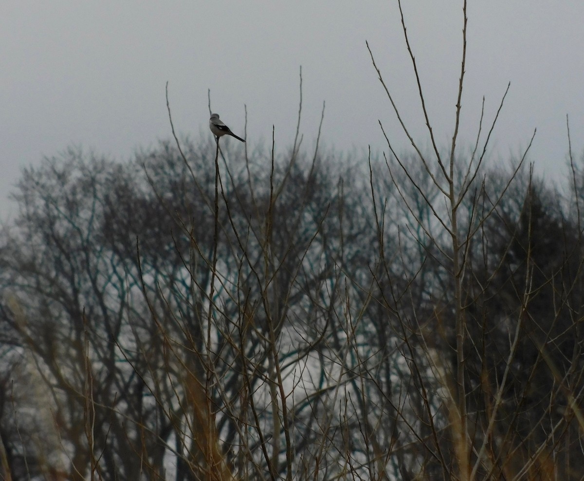 Northern Shrike - ML612947598