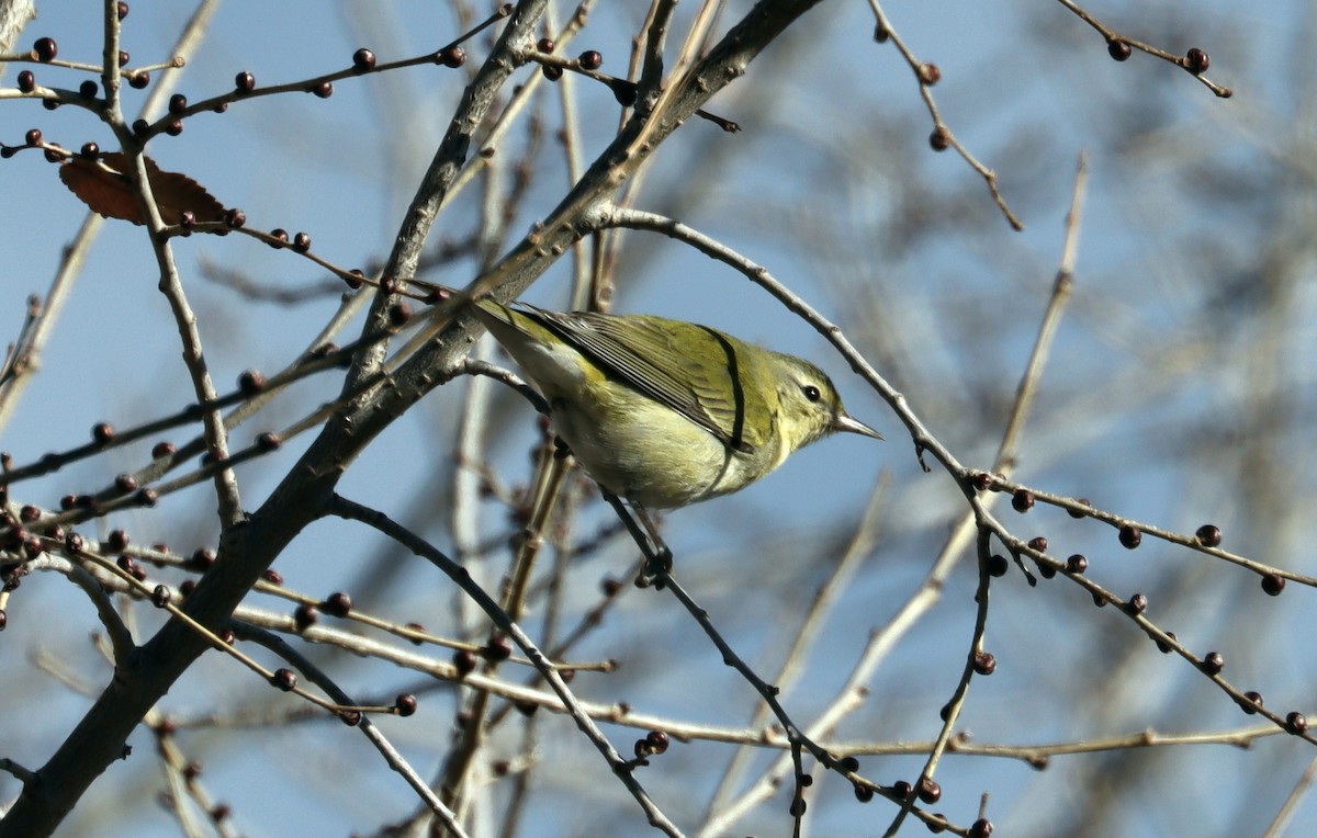 Tennessee Warbler - ML612947619