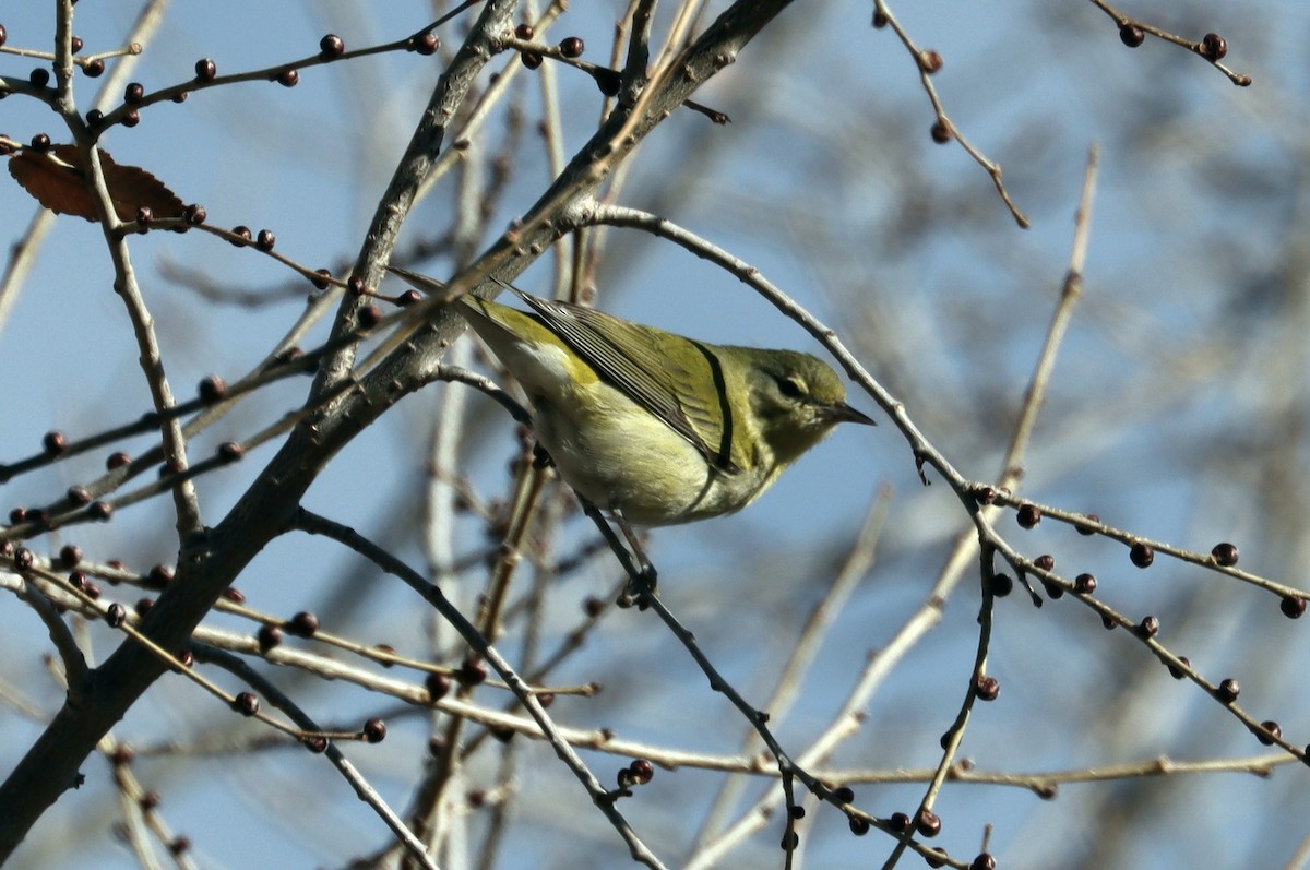 Tennessee Warbler - ML612947657