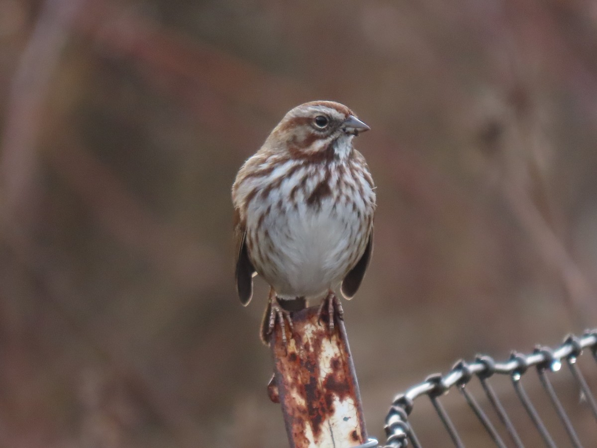 Song Sparrow - ML612947666